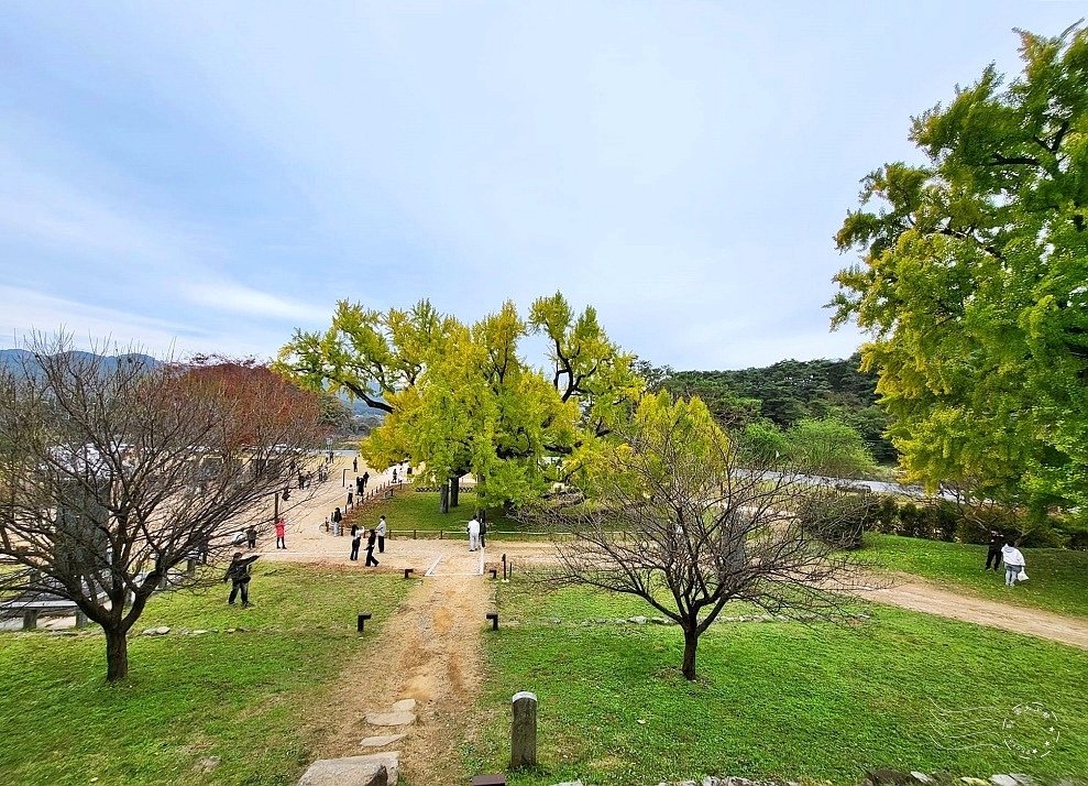 大邱道東書院400年銀杏樹