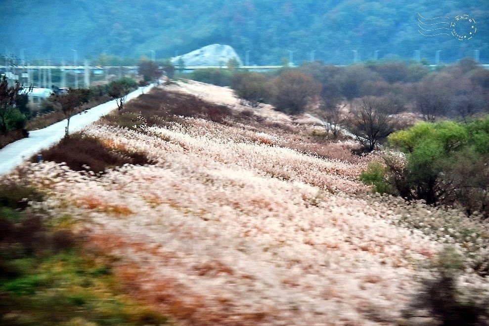 大邱野外一景