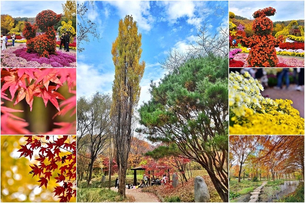 韓國【大邱樹木園】