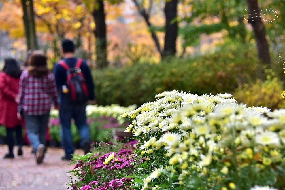 韓國【大邱樹木園】