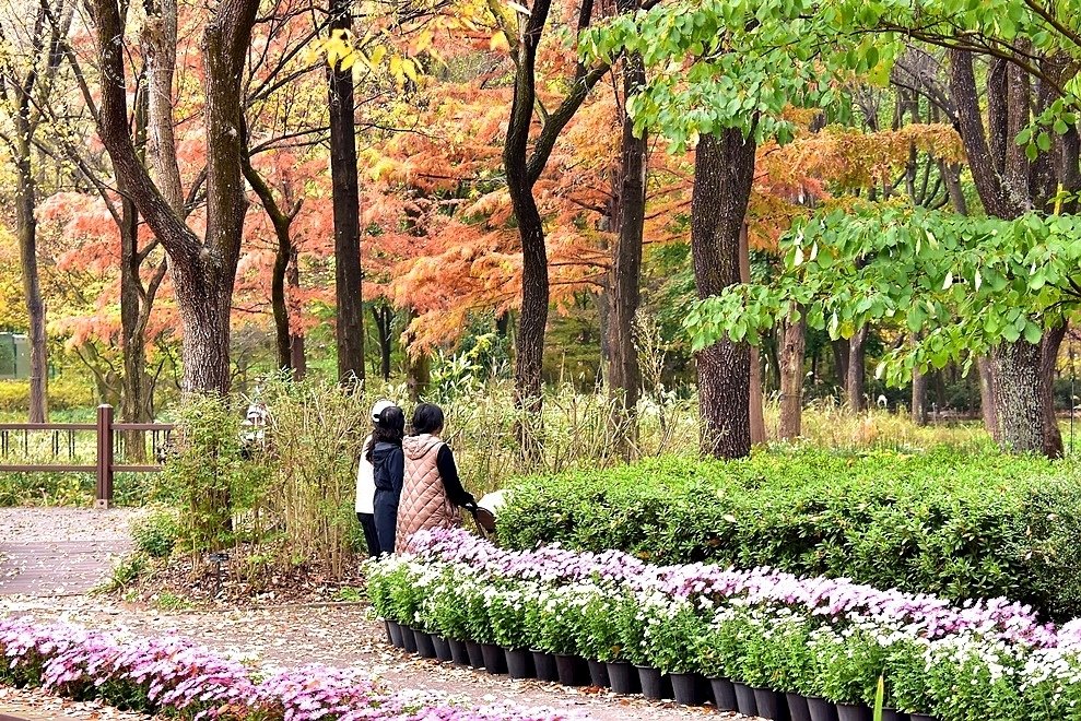 韓國【大邱樹木園】