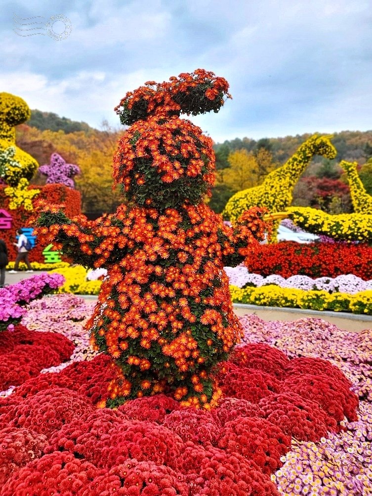 韓國【大邱樹木園】:菊花節