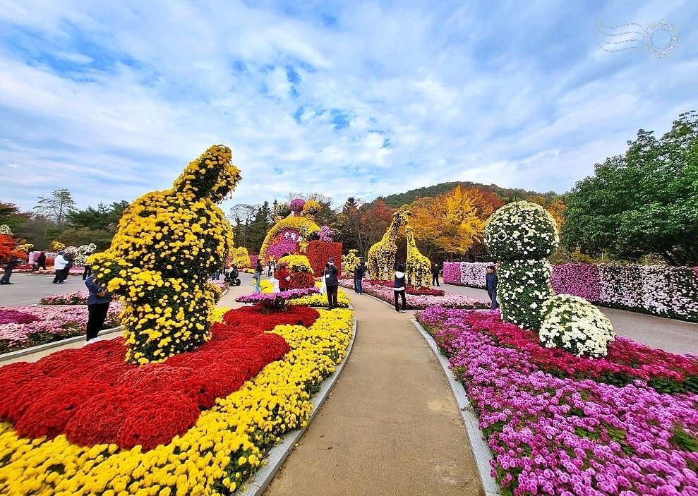 韓國【大邱樹木園】:菊花節