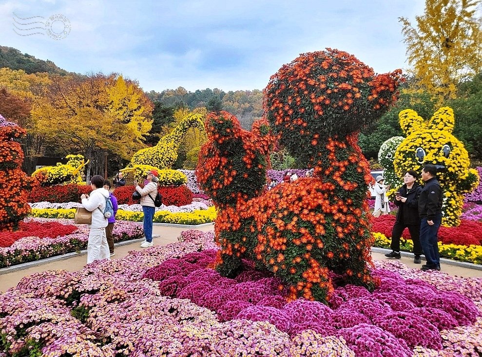 韓國【大邱樹木園】:菊花節