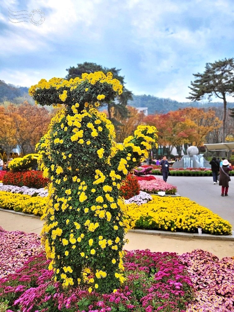 韓國【大邱樹木園】:菊花節