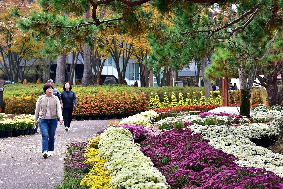 韓國【大邱樹木園】:菊花節