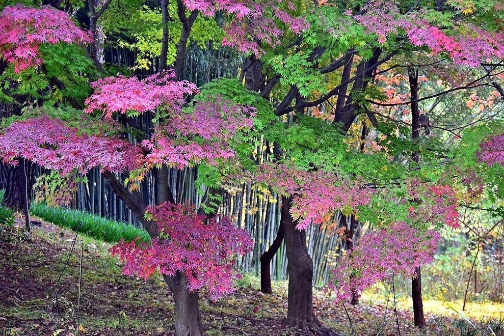 韓國【大邱樹木園】:槭樹