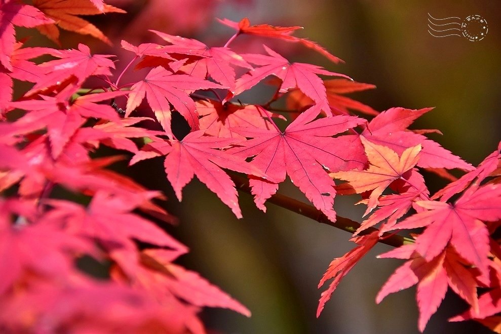 韓國【大邱樹木園】:楓紅