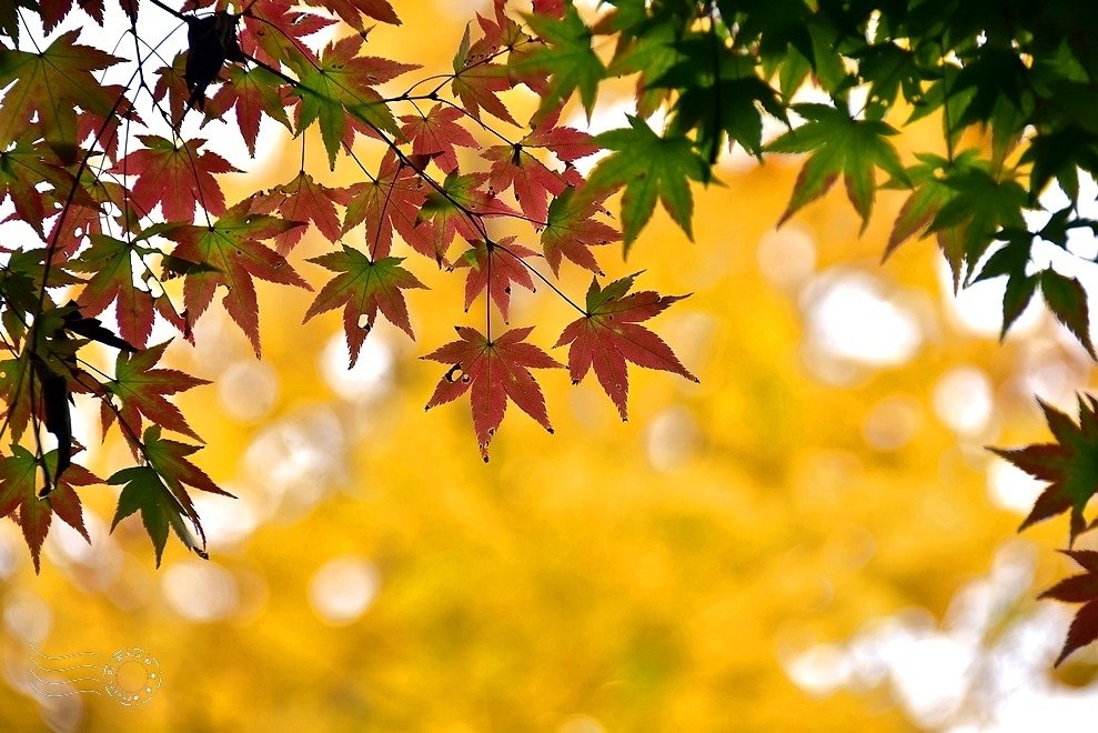 韓國【大邱樹木園】:楓紅