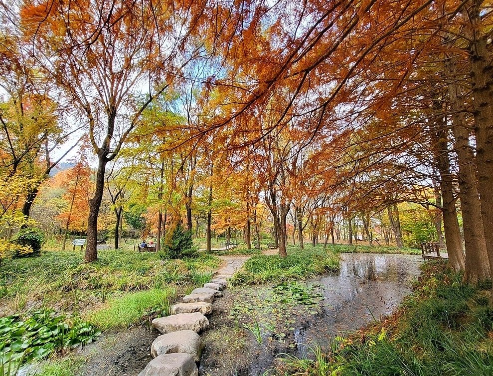 韓國【大邱樹木園】:落羽松