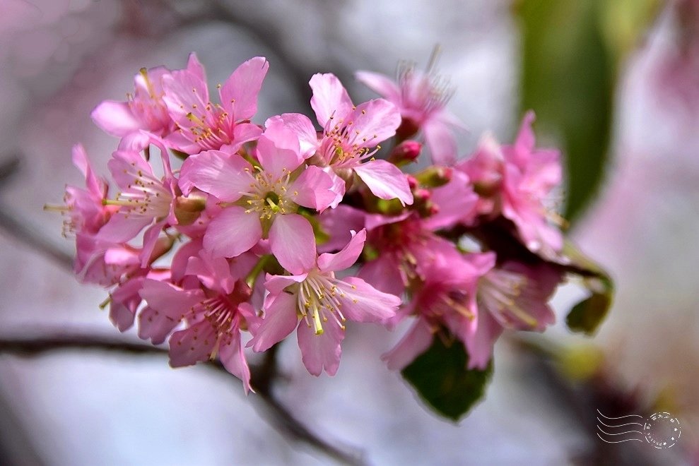 新竹公園櫻花