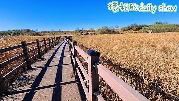 &lt;韓國大邱&gt;大明遊水池秋日限定美景絕美金黃色蘆葦田
