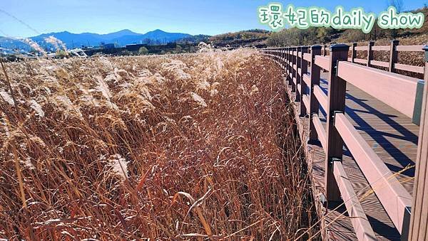 &lt;韓國大邱&gt;大明遊水池秋日限定美景絕美金黃色蘆葦田