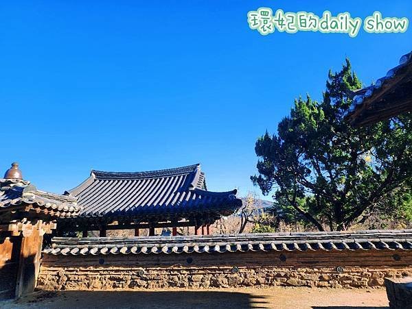 &lt;韓國大邱&gt;400多年銀杏老樹韓國五大書院之道東書院