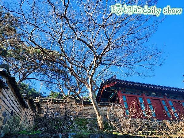&lt;韓國大邱&gt;400多年銀杏老樹韓國五大書院之道東書院