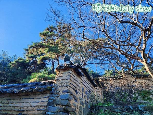&lt;韓國大邱&gt;400多年銀杏老樹韓國五大書院之道東書院