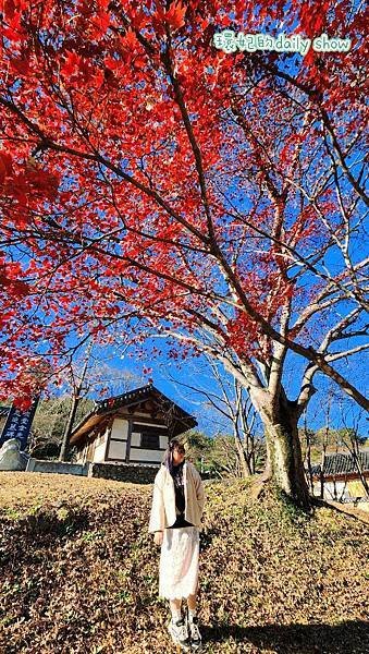 &lt;韓國大邱&gt;400多年銀杏老樹韓國五大書院之道東書院