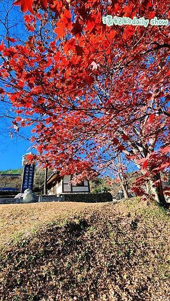 &lt;韓國大邱&gt;400多年銀杏老樹韓國五大書院之道東書院