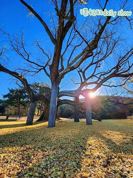 &lt;韓國大邱&gt;400多年銀杏老樹韓國五大書院之道東書院