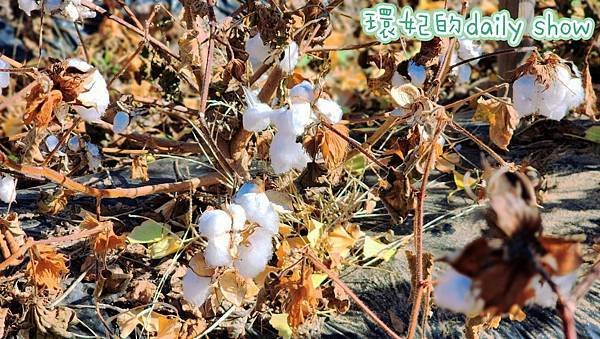 &lt;韓國大邱&gt;韓劇熱點絕美仁興村南平文氏本里世居地