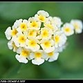 DSC05806.jpg