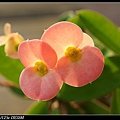 DSC02014.jpg