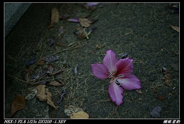 DSC02107.jpg