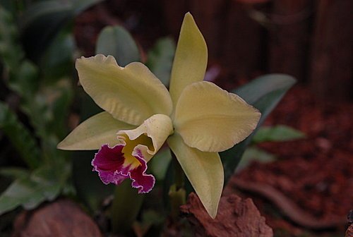 蘭花