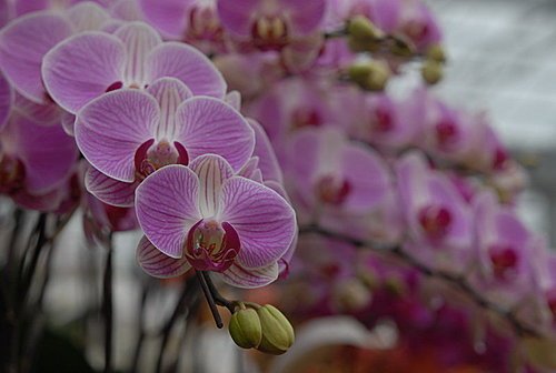 蘭花1