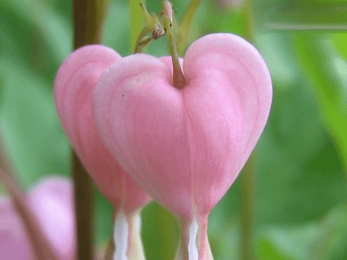 花開1