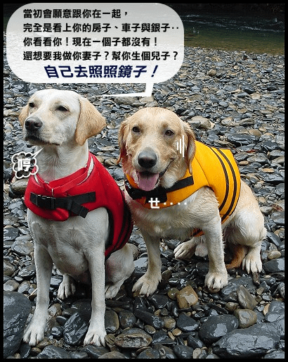 狗4