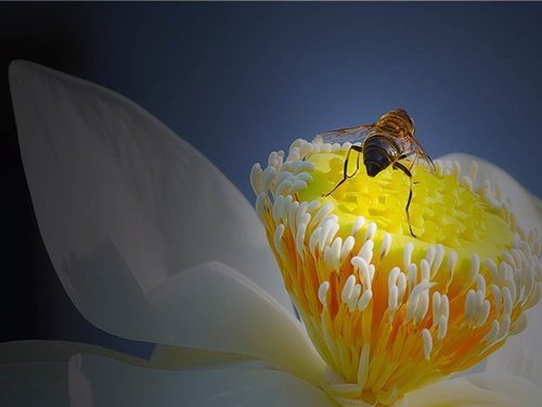 花卉14
