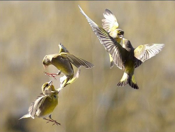 鳥舞