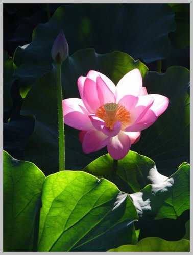 荷5