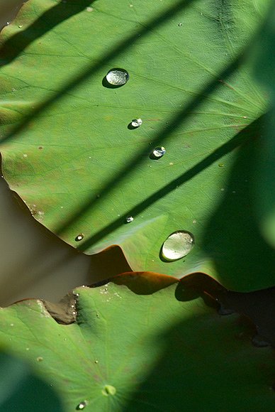 荷8