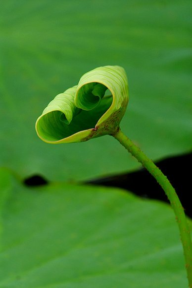 荷10