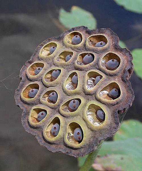 蓮花花9