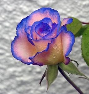玫25