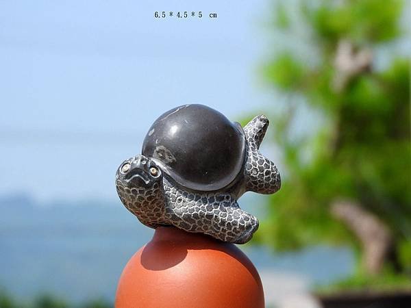 小小福龜1