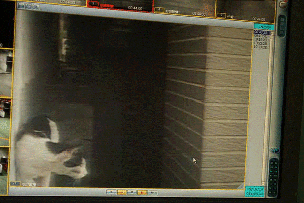 照片036.gif