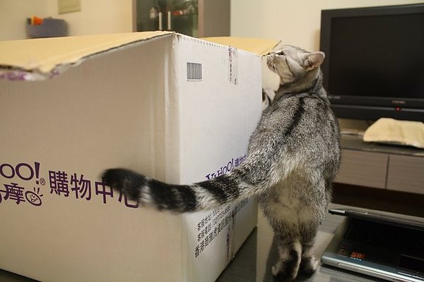 一直聞聞看看