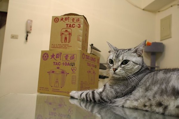 FiFi入鏡
