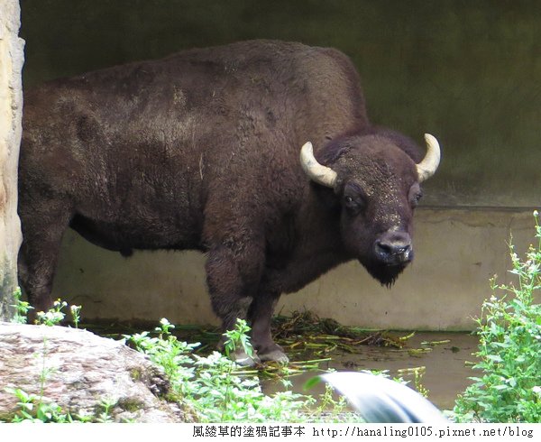 201300825貓空纜車與木柵動物園