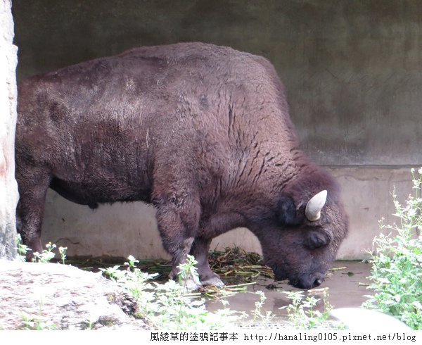 201300825貓空纜車與木柵動物園