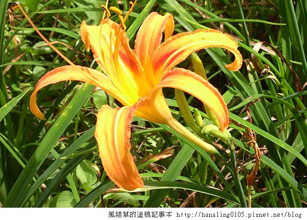 2014083003太麻里金針山.JPG