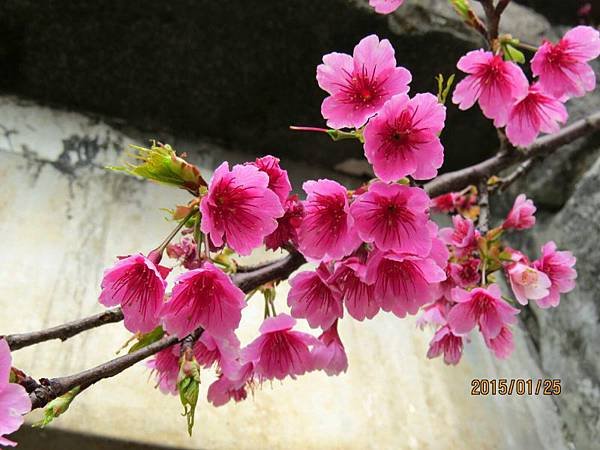 IMG_20150126_094303.jpg