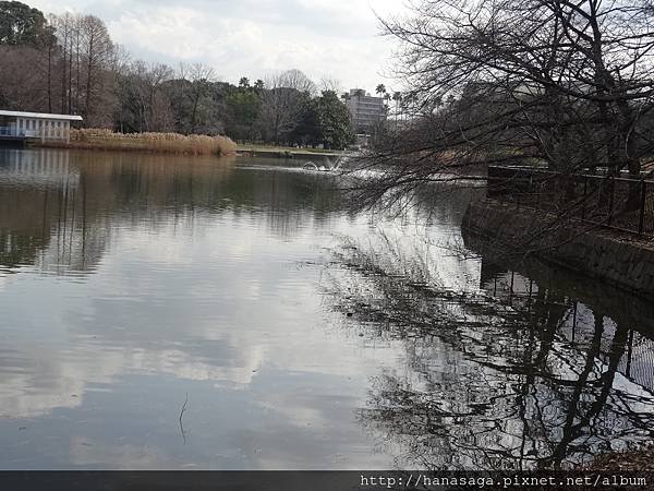20160121_長居公園賞臘梅_11.JPG