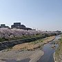 2011Kyoto Sakura 007.JPG