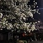 2011Kyoto Sakura 005.JPG