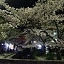 2011Kyoto Sakura 006.JPG